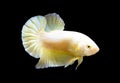 Betta Super Gold Halfmoon Plakat HMPK Male or Plakat Fighting Fish Splendens