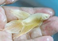 Betta Super Gold Veiltail VT Male in Hand