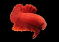 Betta Super Red HMPK Halfmoon plakat Male or Plakat Fighting Fish Splendens