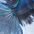 Betta tail fish abstract Royalty Free Stock Photo