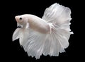 Betta White Platinum Halfmoon HM Male or Plakat Fighting Fish Splendens