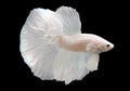 Betta White Platinum HM Halfmoon Male or Plakat Fighting Fish Splendens