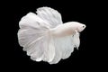 Betta White Plattinum HM Halfmoon plakat Male or Plakat Fighting Fish Splendens