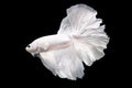 Betta White Plattinum HM Halfmoon plakat Male or Plakat Fighting Fish Splendens