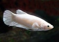 Betta White Plattinum HMPK Halfmoon plakat Female or Plakat Fighting Fish Splendens