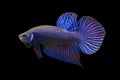 Betta Wild Mahachaiensis Blue Male