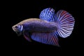 Betta Wild Mahachaiensis Blue Male or Plakat Fighting Fish Splendens