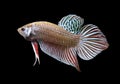 Betta Wild Mahachaiensis Male or Plakat Fighting Fish Splendens