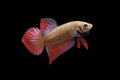 Betta Wild Phu Ruea Smaragdina Ladiges Male or Plakat Fighting Fish Splendens