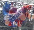 Bettafish Royalty Free Stock Photo