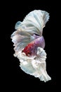 Siamese fighting fish, betta isolated on black background