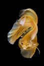 Siamese fighting fish, betta isolated on black background Royalty Free Stock Photo