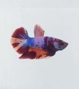 bettafish free pict Royalty Free Stock Photo