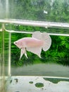 BettaFish White Platinum Royalty Free Stock Photo