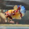 Bettafish Yellow Base Royalty Free Stock Photo