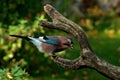 Better a bird in the hand than two in the bush Royalty Free Stock Photo