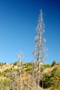 Western Pine Beetle killed pine trees. Royalty Free Stock Photo