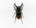 Bettle specimens on white background Royalty Free Stock Photo