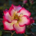 \'Betty Boop\' Floribunda Rose in Bloom.