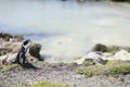 Betty`s Bay Penguin soaking the sun in South Africa Royalty Free Stock Photo