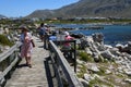 Penguin colony at Stony point of Betty\'s bay, South Africa Royalty Free Stock Photo