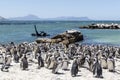 African penguin on the rocks near the ocean in Betty`s Bay, Western Cape, South Africa