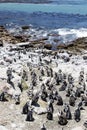 African penguin on the rocks near the ocean in Betty`s Bay, Western Cape, South Africa Royalty Free Stock Photo