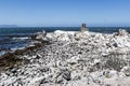 African penguin on the rocks near the ocean in Betty`s Bay, Western Cape, South Africa Royalty Free Stock Photo