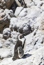 African penguin on the rocks near the ocean in Betty`s Bay, Western Cape, South Africa Royalty Free Stock Photo