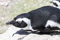 African penguin on the rocks near the ocean in Betty`s Bay, Western Cape, South Africa Royalty Free Stock Photo