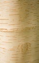 Betula