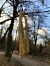 Betula. Birch. Earring-shaped birch tiers on blue sky background.