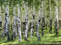 Betula. Birch forest in the summer.