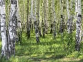 Betula. Birch forest in the summer.