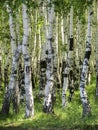 Betula. Birch forest in the summer.