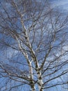Betula - Birch tree in spring Royalty Free Stock Photo