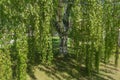 Betula, birch tree, Weeping Silver Birch Trees Royalty Free Stock Photo