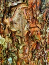 Betula davurica tree bark peeling off