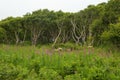 Betula ermanii, or Erman birch in Kamchatka, Russia