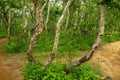 Betula ermanii, or Erman`s birch in Kamchatka, Russia