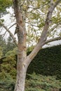 Betula Ermanii Ermans birch Royalty Free Stock Photo