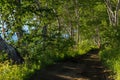 Betula ermanii on the top of the Nikolskaya Hill in city of Petropavlovsk-Kamchatsky.