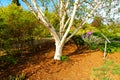 Betula jacquemontii