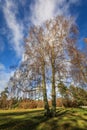 Betula pendula in autumn without leaves Royalty Free Stock Photo