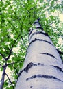 A Betula pendula in the early spring park in Moscow.