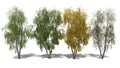 Betula pendula (Four Seasons)