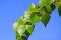 Betula Pendula Leaves Against Blue Sky