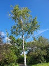 Betula Pendula Roth tree