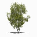 Betula pendula (summer)