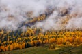 Betula platyphylla forest in Xinjiang